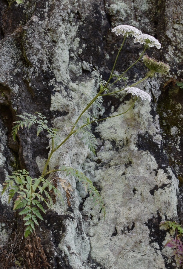 Imagem de Daucus insularis