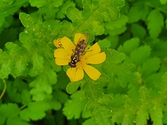 Meliscaeva auricollis