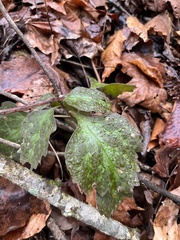 Pachysandra procumbens