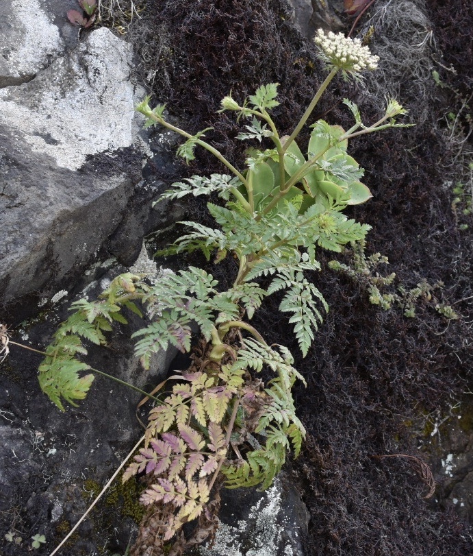 Imagem de Daucus insularis
