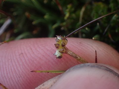 Ranunculus gracilipes