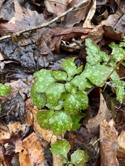 Pachysandra procumbens