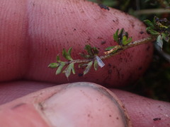 Ranunculus gracilipes
