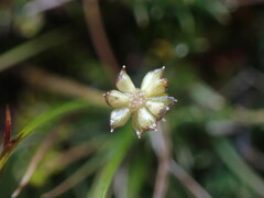 Ranunculus gracilipes