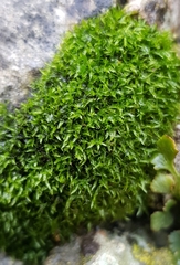 Trichostomum brachydontium