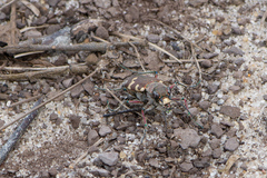 Cicindela hybrida