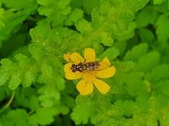 Meliscaeva auricollis