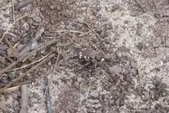 Cicindela hybrida