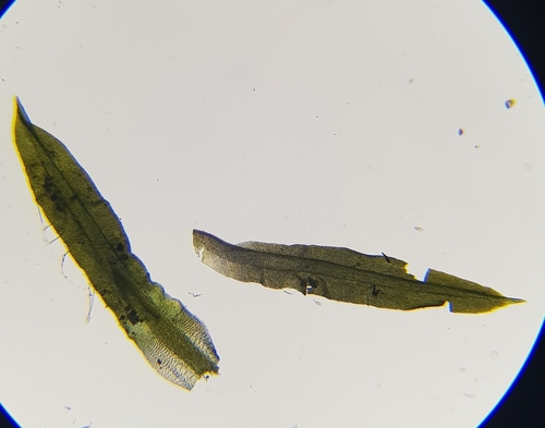 Image of Trichostomum brachydontium by (c) Helen Waterman, some rights reserved (CC BY)