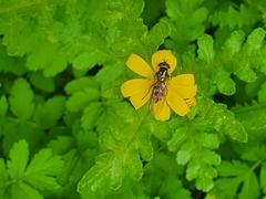 Meliscaeva auricollis