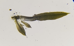 Trichostomum brachydontium