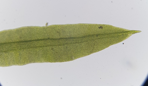 Image of Trichostomum brachydontium by (c) Helen Waterman, some rights reserved (CC BY)
