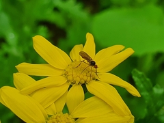 Mythicomyiidae