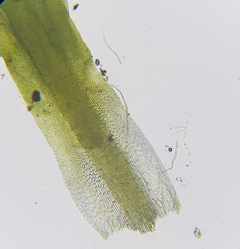 Image of Trichostomum brachydontium by (c) Helen Waterman, some rights reserved (CC BY)