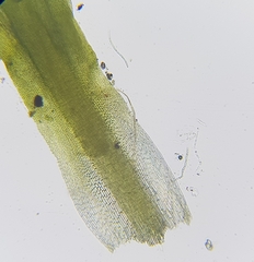 Trichostomum brachydontium