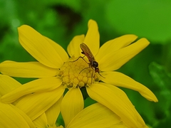 Mythicomyiidae