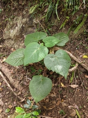 Dendrocnide moroides