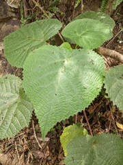 Dendrocnide moroides