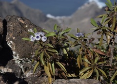Globularia amygdalifolia