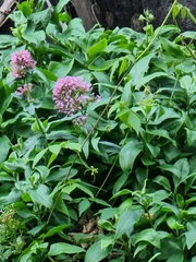 Image of Centranthus ruber