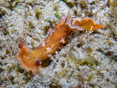 Plocamopherus imperialis