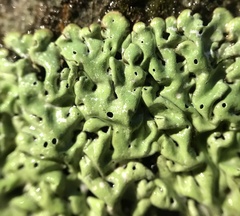 Menegazzia