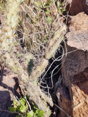 Cylindropuntia acanthocarpa