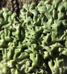 Menegazzia