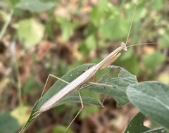 Mantodea