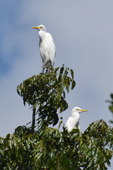 Bubulcus ibis coromandus