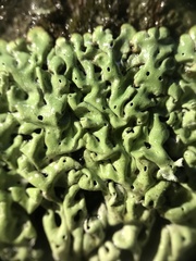 Menegazzia