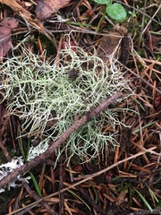 Usnea subfloridana