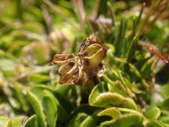 Caltha obtusa