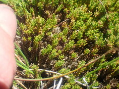 Dracophyllum muscoides