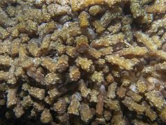 Isaurus tuberculatus