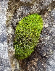 Trichostomum crispulum