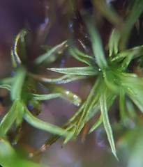 Trichostomum crispulum