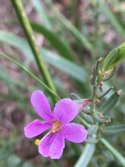 Lythrum californicum