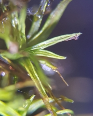 Trichostomum crispulum