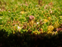 Dracophyllum muscoides