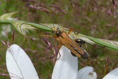 Oedemera podagrariae