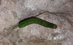 Phlogophora meticulosa