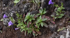 Campanula feijoana