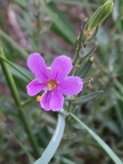 Lythrum californicum
