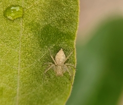 Oxyopes variabilis