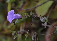 Campanula feijoana