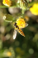Sphaerophoria macrogaster