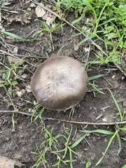 Coprinopsis uliginicola