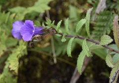 Campanula feijoana
