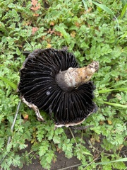 Coprinopsis uliginicola